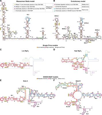 Progress in 7SK ribonucleoprotein structural biology